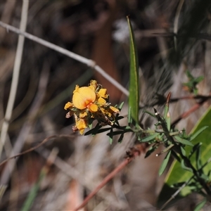 Pultenaea subspicata (Low Bush-pea) at Watson, ACT by RAllen