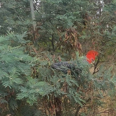 Callocephalon fimbriatum (Gang-gang Cockatoo) at Gundaroo, NSW - 27 Nov 2024 by Hekimian