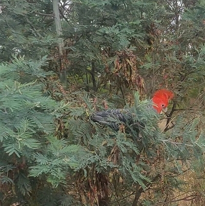 Callocephalon fimbriatum (Gang-gang Cockatoo) at Gundaroo, NSW - 27 Nov 2024 by Hekimian