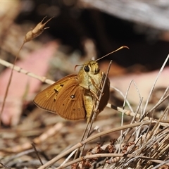 Trapezites eliena (Orange Ochre) at Watson, ACT - 18 Nov 2024 by RAllen