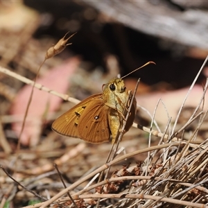 Trapezites eliena at Watson, ACT - 18 Nov 2024 02:52 PM