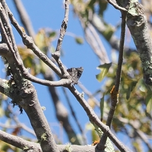 Ogyris olane (Broad-margined Azure) at Majura, ACT by RAllen