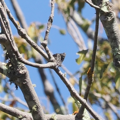 Ogyris olane (Broad-margined Azure) at Majura, ACT - 18 Nov 2024 by RAllen