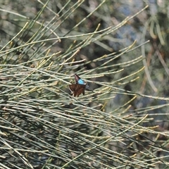 Hypochrysops delicia (Moonlight Jewel) at Majura, ACT - 18 Nov 2024 by RAllen