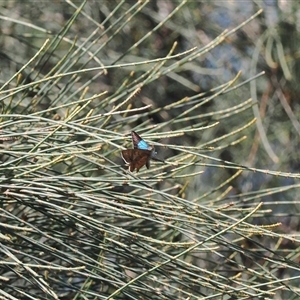 Hypochrysops delicia at Majura, ACT - 18 Nov 2024