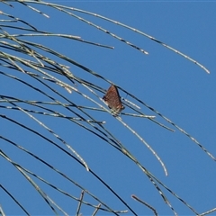 Hypochrysops delicia at Majura, ACT - suppressed