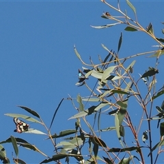 Hypochrysops delicia at Majura, ACT - suppressed