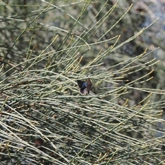 Hypochrysops delicia at Majura, ACT - 18 Nov 2024