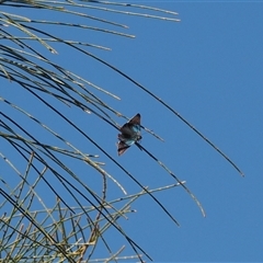 Hypochrysops delicia at Majura, ACT - suppressed