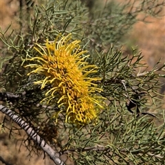 Hakea eyreana (Straggly Corkbark, Fork-Leaf Corkwood) at Tibooburra, NSW - 20 Nov 2024 by Darcy