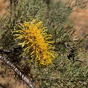 Hakea eyreana at Tibooburra, NSW - 20 Nov 2024 11:16 AM