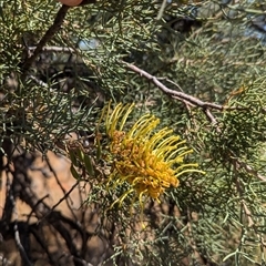 Hakea eyreana at Tibooburra, NSW - 20 Nov 2024 11:16 AM