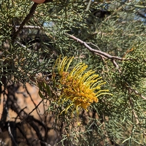 Hakea eyreana at Tibooburra, NSW - 20 Nov 2024