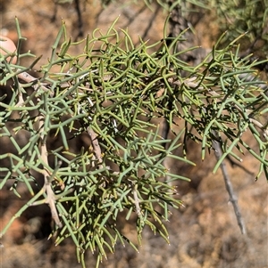 Hakea eyreana at Tibooburra, NSW - 20 Nov 2024