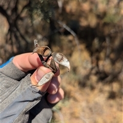 Hakea eyreana at Tibooburra, NSW - 20 Nov 2024 11:16 AM