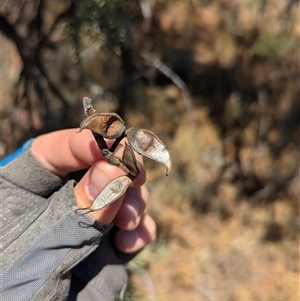 Hakea eyreana at Tibooburra, NSW - 20 Nov 2024