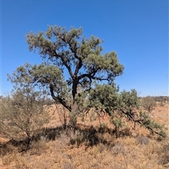 Hakea eyreana at Tibooburra, NSW - 20 Nov 2024