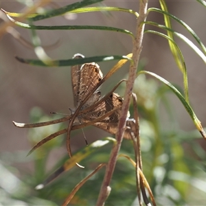 Acrodipsas aurata at Watson, ACT - suppressed