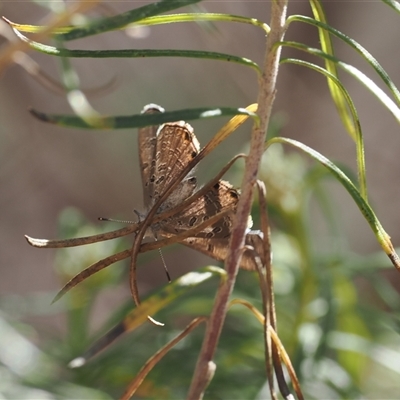 Acrodipsas aurata (Golden Ant-blue) at Watson, ACT - 18 Nov 2024 by RAllen