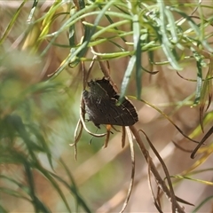 Acrodipsas aurata at Watson, ACT - suppressed