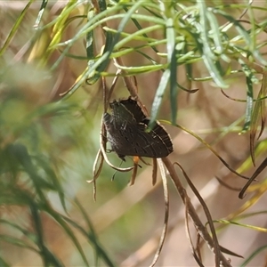 Acrodipsas aurata at Watson, ACT - 18 Nov 2024