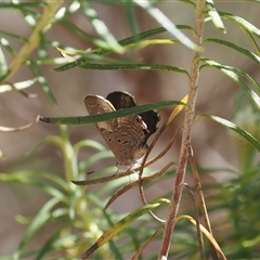 Acrodipsas aurata at Watson, ACT - 18 Nov 2024