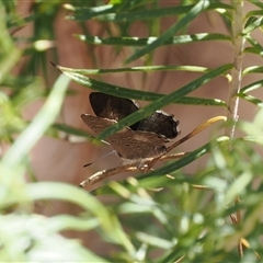 Acrodipsas aurata at Watson, ACT - 18 Nov 2024