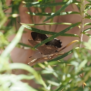 Acrodipsas aurata at Watson, ACT - suppressed