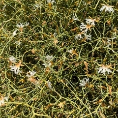 Lechenaultia divaricata at Tibooburra, NSW - 20 Nov 2024