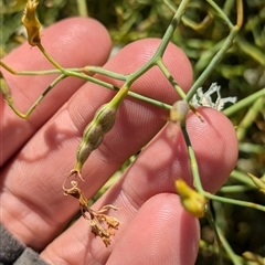 Lechenaultia divaricata at Tibooburra, NSW - 20 Nov 2024