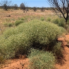 Lechenaultia divaricata at Tibooburra, NSW - 20 Nov 2024