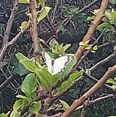 Belenois java (Caper White) at South Durras, NSW - 26 Nov 2024 by GirtsO