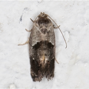 Eupselia holoxantha at Melba, ACT - 24 Nov 2024