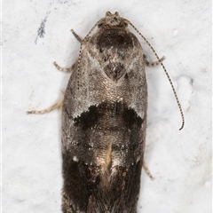 Eupselia holoxantha at Melba, ACT - 24 Nov 2024