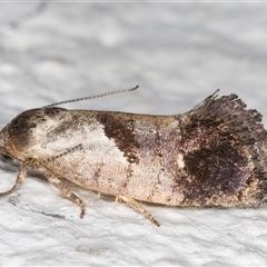 Eupselia holoxantha at Melba, ACT - 24 Nov 2024 11:24 PM