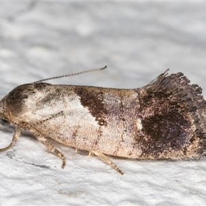 Eupselia holoxantha at Melba, ACT - 24 Nov 2024