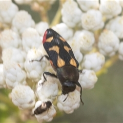 Castiarina sp. Undescribed species 1 (An Undescribed Jewel Beetle) at Bungonia, NSW - 17 Nov 2024 by AlisonMilton