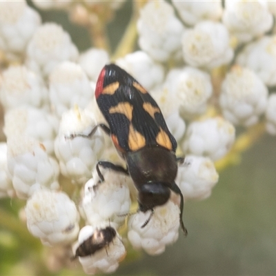 Castiarina sp. Undescribed species 1 (An Undescribed Jewel Beetle) at Bungonia, NSW - 16 Nov 2024 by AlisonMilton