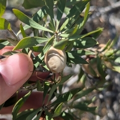 Eremophila duttonii at Tibooburra, NSW - 20 Nov 2024 by Darcy