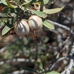 Eremophila duttonii at Tibooburra, NSW - 20 Nov 2024 02:45 PM