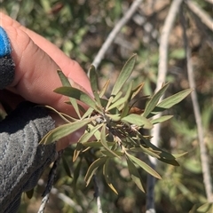 Eremophila duttonii at Tibooburra, NSW - 20 Nov 2024 02:45 PM
