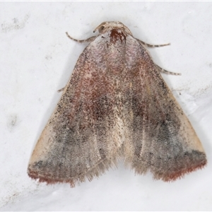 Mataeomera mesotaenia (Large Scale Moth) at Melba, ACT by kasiaaus