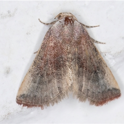 Mataeomera mesotaenia (Large Scale Moth) at Melba, ACT - 25 Nov 2024 by kasiaaus