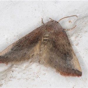 Mataeomera mesotaenia at Melba, ACT - 25 Nov 2024