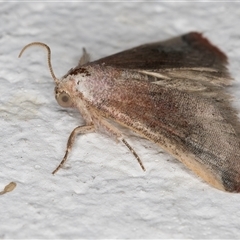 Mataeomera mesotaenia at Melba, ACT - 25 Nov 2024