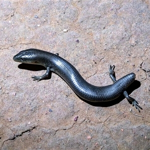 Cyclodomorphus melanops elongatus (Mallee Slender Blue-tongue Lizard) at Gawler Ranges, SA by MichaelBedingfield