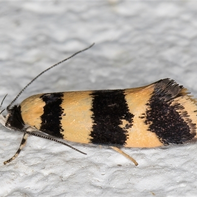 Lichenaula arisema (A Xyloryctine moth) at Melba, ACT - 25 Nov 2024 by kasiaaus