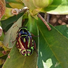 Eupoecila australasiae (Fiddler Beetle) at Forster, NSW - 26 Nov 2024 by PaperbarkNativeBees