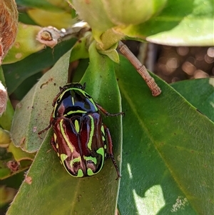 Eupoecila australasiae (Fiddler Beetle) at Forster, NSW by PaperbarkNativeBees