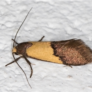 Hemibela hemicalypta at Melba, ACT - 25 Nov 2024 11:17 PM